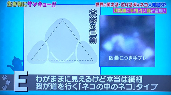 ▲▼幫貓咪看手相！　透過「肉球形狀」分辨主子的5大性格。（圖／翻攝自Twitter用戶：harux1231）