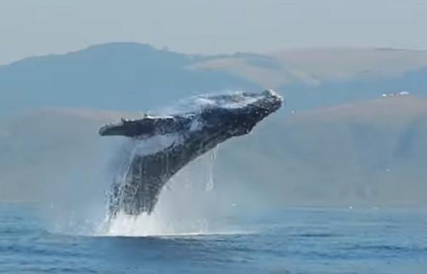 ▲▼40噸座頭鯨躍出水面。（圖／翻攝自Craig Capehart Youtube）