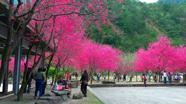 ▲埔里箱根生活館。（圖／埔里箱根生活館提供）