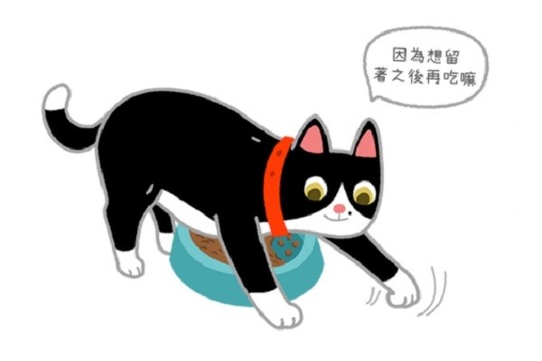 【汪喵餵養知識】貓貓想把食物埋起來?是在嫌棄伙食嗎?!(圖/毛起來 MaoUp)
