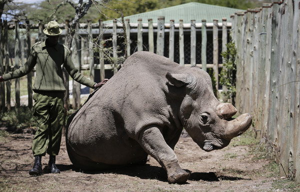 ▲▼北非白犀牛（Northern white rhino）「蘇丹」（Sudan）。（圖／達志影像／美聯社）