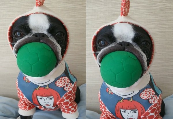 ▲波士頓梗犬「Dango」。(圖/翻攝自影片/Instagram/kinokoodango)