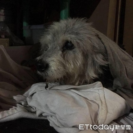 ▲ 無法爬上房間爸陪年邁狗睡1樓廚房 網淚推:太有心!