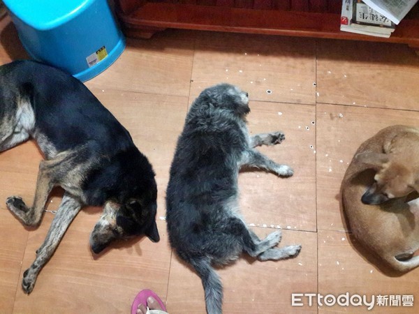 ▲ 無法爬上房間爸陪年邁狗睡1樓廚房 網淚推:太有心!