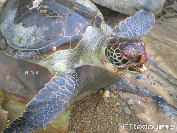 每年酿海龟枉死 「请少用一次性塑胶制品」