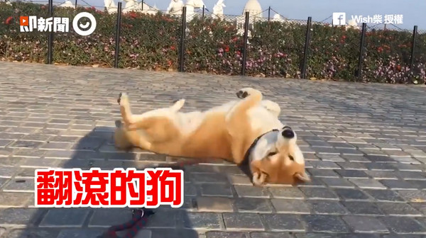 柴柴太可愛!粉專「Wish柴」經常在臉書上傳自家柴柴「Wish柴」的日常生活影片,如果沒有帶牠出去散步,牠還會發出超級撒嬌的聲音,求主人帶牠出門走走,而且不管到哪裡,牠都會用翻滾來記錄牠到過此地。(圖/ETtoday)