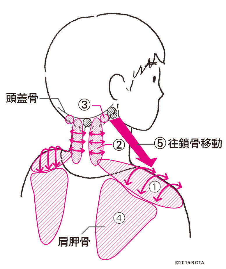 ▲《不用藥の生髮革命》書摘圖。(圖/蘋果屋提供)