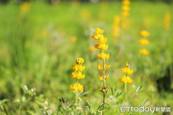 ▲▼黃色的魯冰花花海是拍照打卡好去處。（圖／桃園市政府提供）