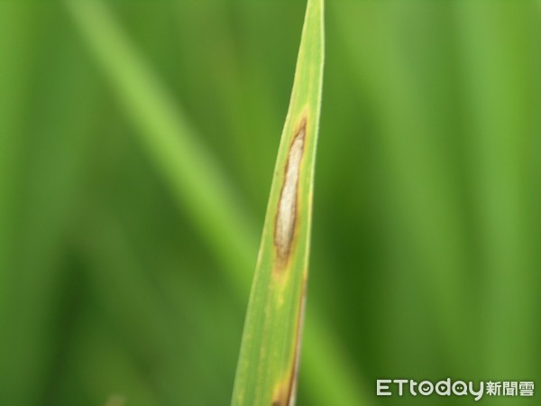 花蓮區農業改良場近期發現補秧備用的秧砧上已有稻熱病發生，籲請農友應多注意田間稻熱病發生情形，注意即時進行防治，以避免病害擴散蔓延。（圖／花蓮農業改良場提供）