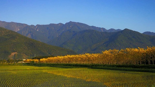 ▲▼花蓮富源國中興泉圳黃花風鈴木。（圖／野旅行授權提供，請勿翻攝）使用圖片需附上野旅行網站連結