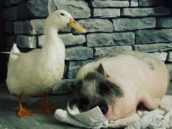 ▲▼小豬跟鴨子成為好朋友。（圖／翻攝自instagram／ella_thecutest_pig）
