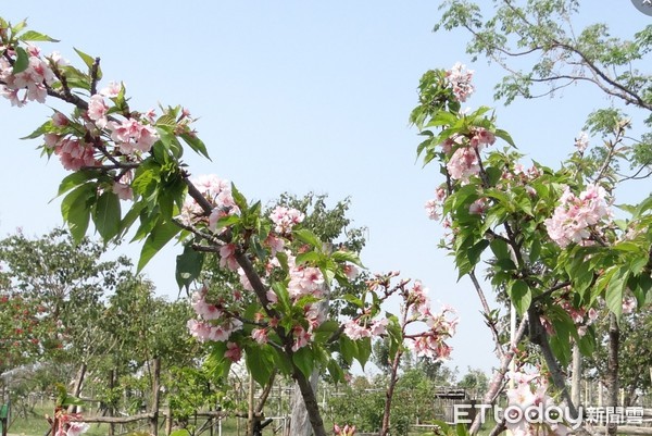 ▲台南市巴克禮公園櫻花盛開，美不勝收。（圖／市府提供）