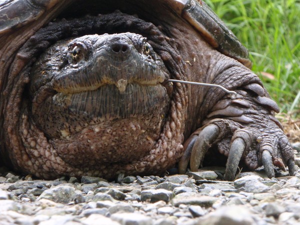 ▲▼擬鱷龜是世界最大的淡水龜之一，體型大且攻擊性強。（圖／達志影像／美聯社）