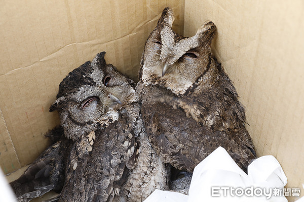 受困鳥網的領角鴞。（圖／台南拍鳥協會謝姓鳥友授權提供，請勿隨意翻拍，以免侵權。）