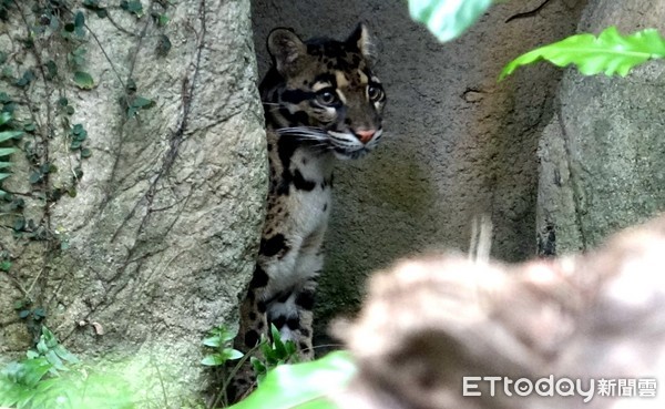 雲豹Suki。（圖／台北市立動物園提供）