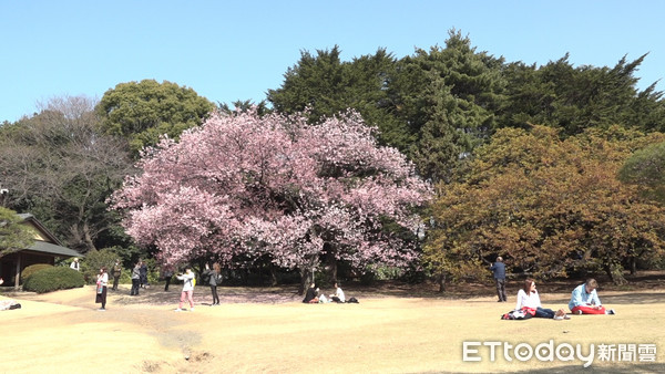 ▲新宿御苑,櫻花,櫻花季,日本旅遊,日本賞櫻,賞櫻。（圖／記者謝婷婷攝）