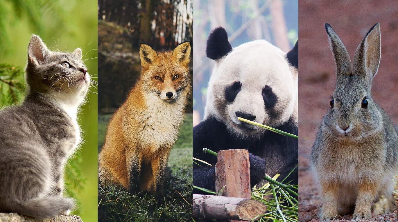 選一種動物！揭秘密性格和愛情運。（圖／Pixabay）