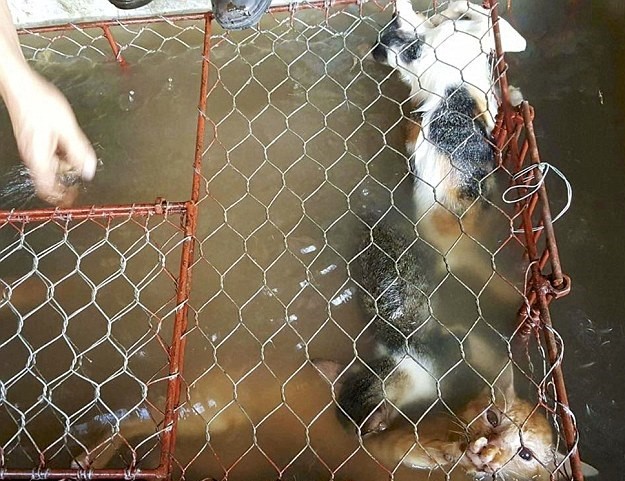 暗访「猫肉屠宰场」!强压溺死活剥皮 越南人赞