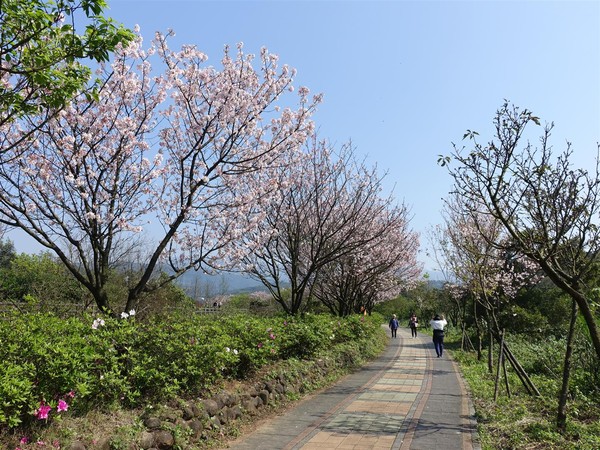 ▲2018三芝櫻花季。（圖／翻攝自新北市政府綠美化環境景觀處網站）