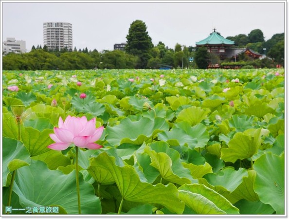 ▲北海道自由行美瑛、富良野薰衣草旅遊懶人包。（圖／阿一一之食意旅遊提供）