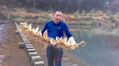 ▲▼浙江挖出22棵生長在一起的竹筍。（圖／翻攝自《浙江晚報》）