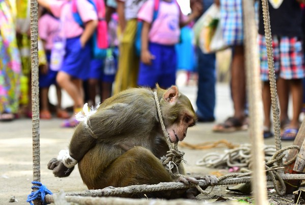 犯了滔天大罪？印度獼猴遭反綁羞辱　民眾圍觀丟石頭（圖／翻攝自MumbaiMirror.com粉絲專頁／Sachin Haralkar）
