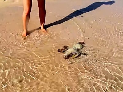 瀕死章魚獲救隔天重回淺灘尋找恩人　並肩散步1hr後不捨離去