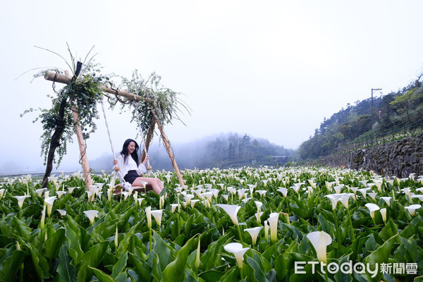 ▲▼ 陽明山海芋            。（圖／記者徐文彬攝）