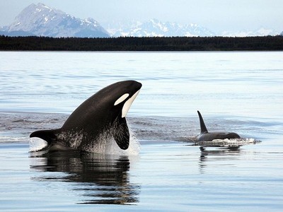 鯨族謀殺事件！虎鯨母子逐殺同類幼崽　挾持3小時「撕票」