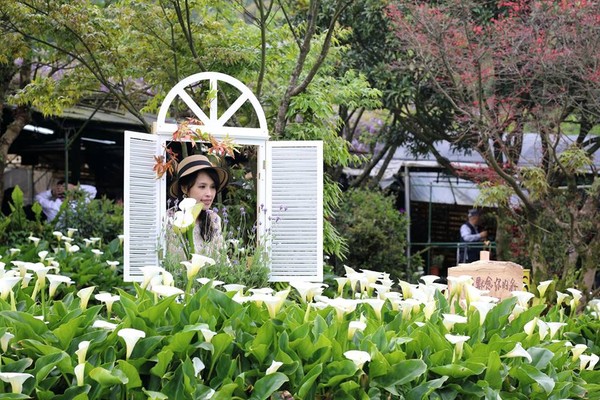 ▲竹子湖海芋打卡點。（圖／翻攝自海芋季粉絲專頁）