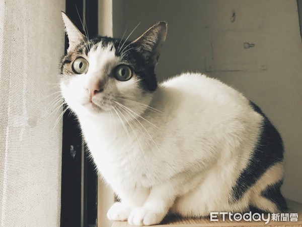 貓,寵物,喵星人,毛孩(圖/記者黃琬茹攝)