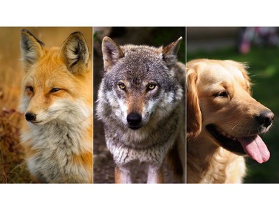 你的靈魂是哪種犬科動物？7題測出你是狗、是狼還是狐狸