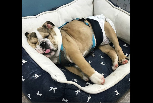 生病英鬥被遺棄。(圖/翻攝自Instagram/huckatharborpoint)