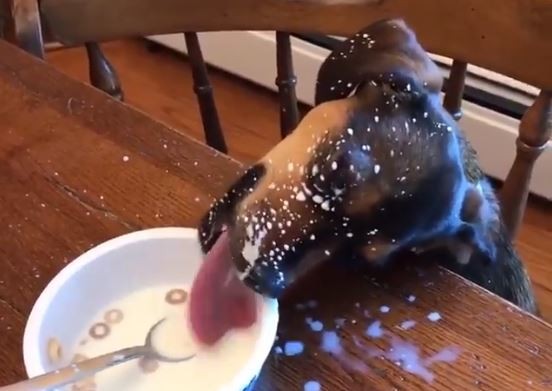 ▲主人上樓2分鐘…阿汪笨拙偷奶喝 趕上「髒髒風潮」噴了滿臉。(圖/翻攝自UNILAD粉絲專頁)