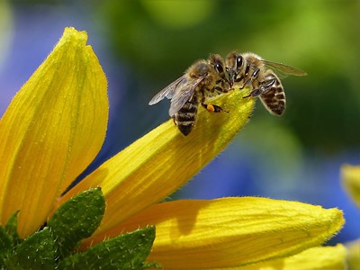 蜂群構成巨型生命體？學者驗證有心理學反應　每隻蜜蜂都是神經元