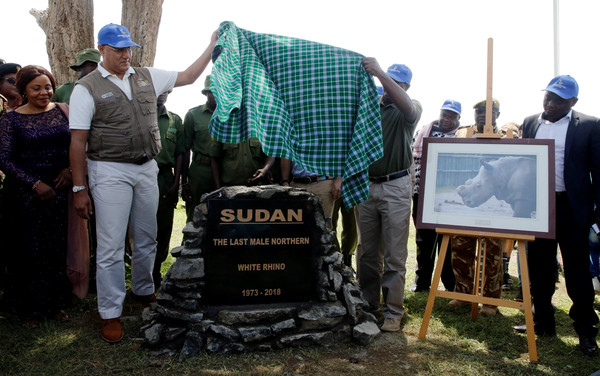 ▲▼ 全球唯一雄性北白犀蘇丹被安樂死，肯亞當局於3月31日舉辦追思會。（圖／路透社）