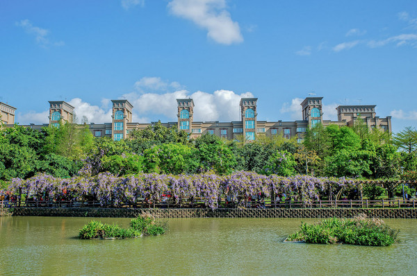 ▲龜山大湖公園紫藤、流蘇花況。（圖／網友〃風の攝影趣〃提供，請勿隨意翻拍，以免侵權）