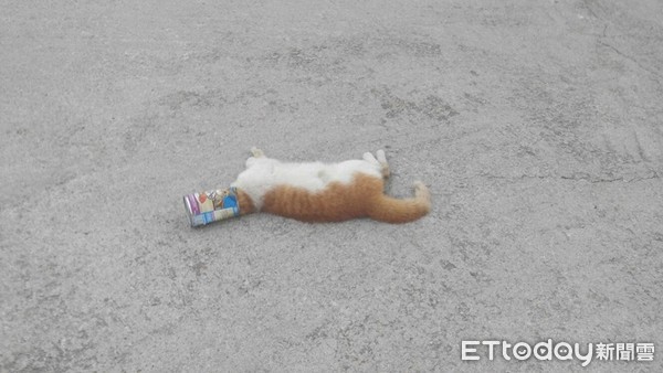 貓咪頭卡罐頭過世。（圖／唐孫女寵物店提供）