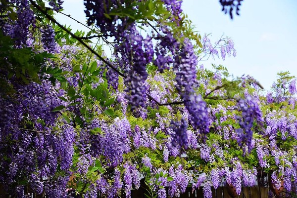 ▲台北花卉村,紫藤花。（圖／網友Claire Shao提供）