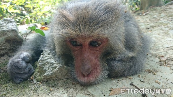 ▲台灣獼猴最快今年6月降為一般類　保育人士擔憂：恐有負面影響（圖／林美吟」授權提供）