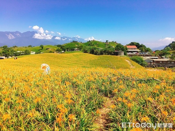 ▲▼花蓮六十石山金針花。（圖／記者蔡玟君攝）