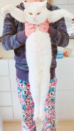 (圖/翻攝自推特)