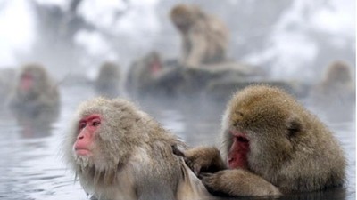 不只人愛泡湯！雪猴靠溫泉紓解憂鬱，邊緣猴還不能泡