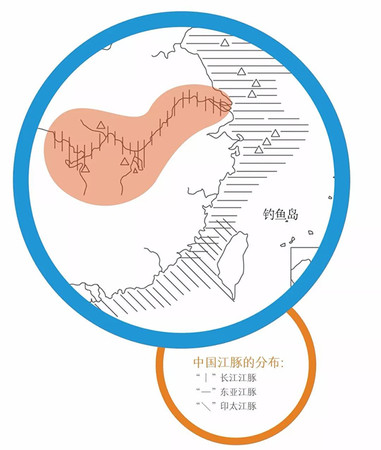 ▲▼長江江豚。（圖／翻攝自南京長江江豚保護微信公眾號）