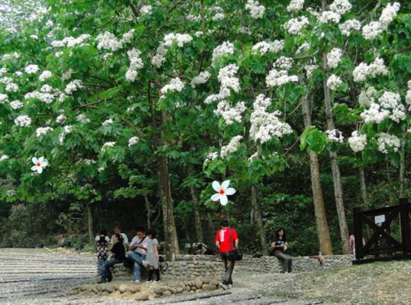 ▲油桐花 。（圖／取自《八卦山遊桐趣》官網）