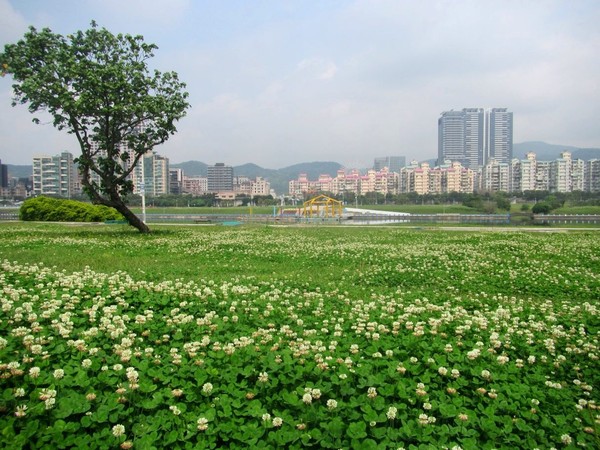 ▲台市河濱公園白色三葉草。（圖／台北市政府提供）