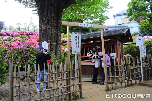 ▲▼東京根津神社杜鵑花。（圖／記者蔡玟君攝）