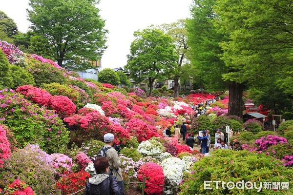 ▲▼東京根津神社杜鵑花。（圖／記者蔡玟君攝）