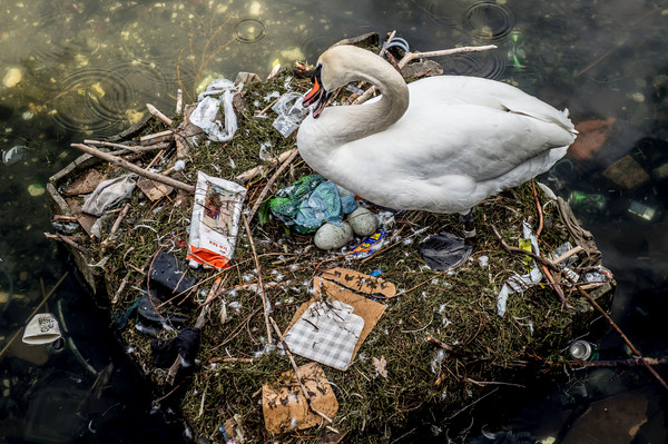 ▲▼ 丹麥哥本哈根（Copenhagen）湖區垃圾遍地，天鵝只能用垃圾築巢。（圖／路透社）