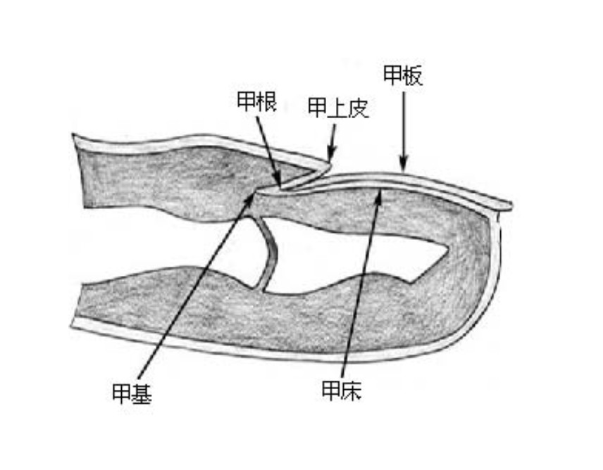 ▲指甲,手指,月牙,中醫。(圖/翻攝自pixabay)